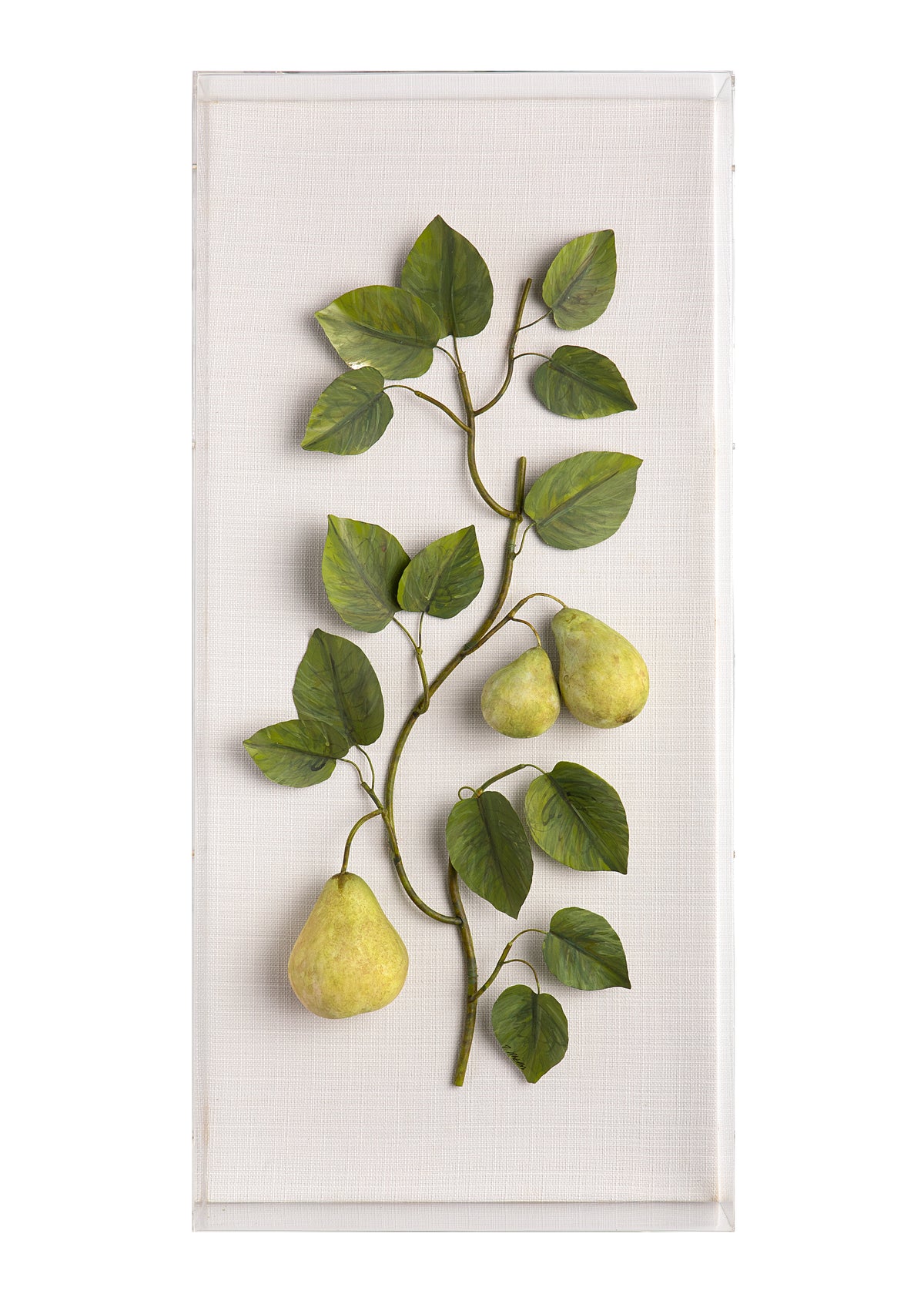 Large Fruit Study Pears On Snow Linen