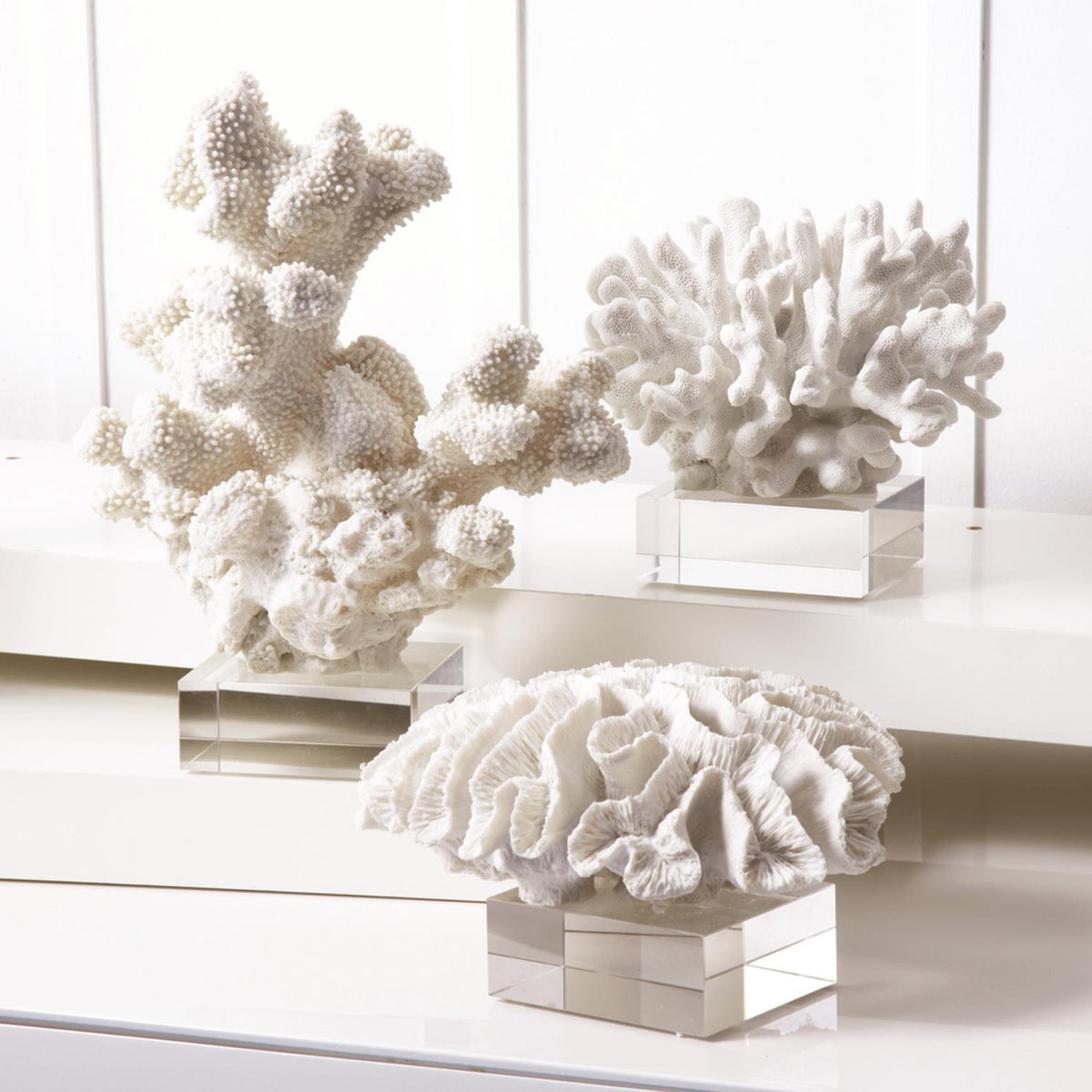 White Coral Sculptures on Glass Stand, Set of 3