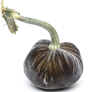 Graphite Silk Velvet Pumpkin