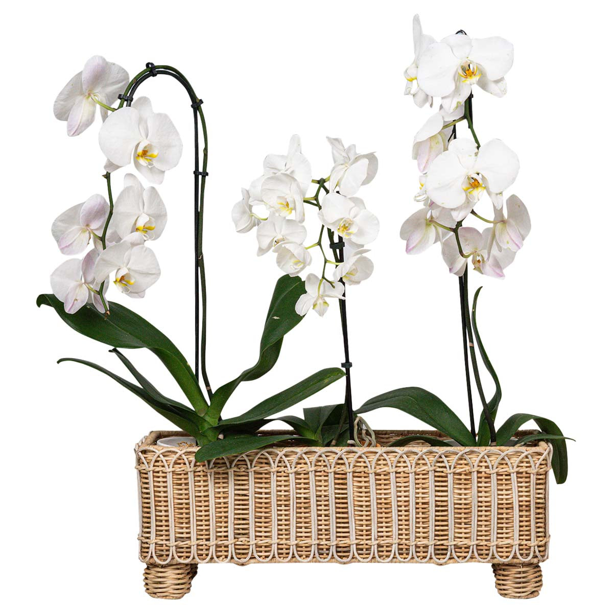 Provence Rattan Rectangular Planter in Whitewash