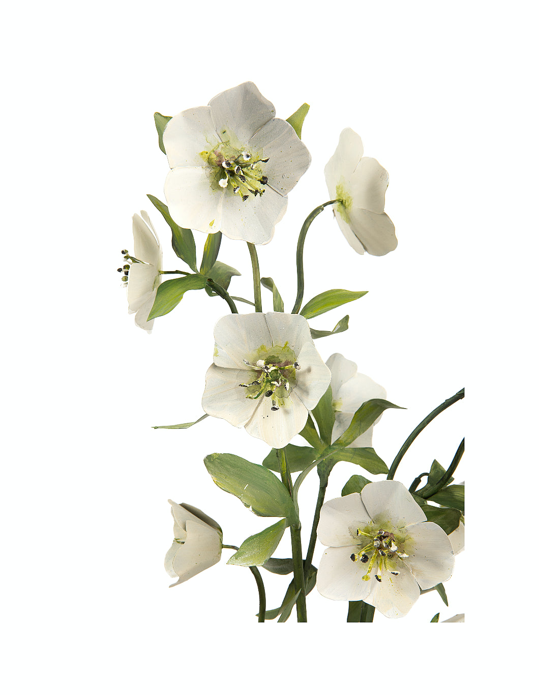 Tole Flower Standard Hellebore