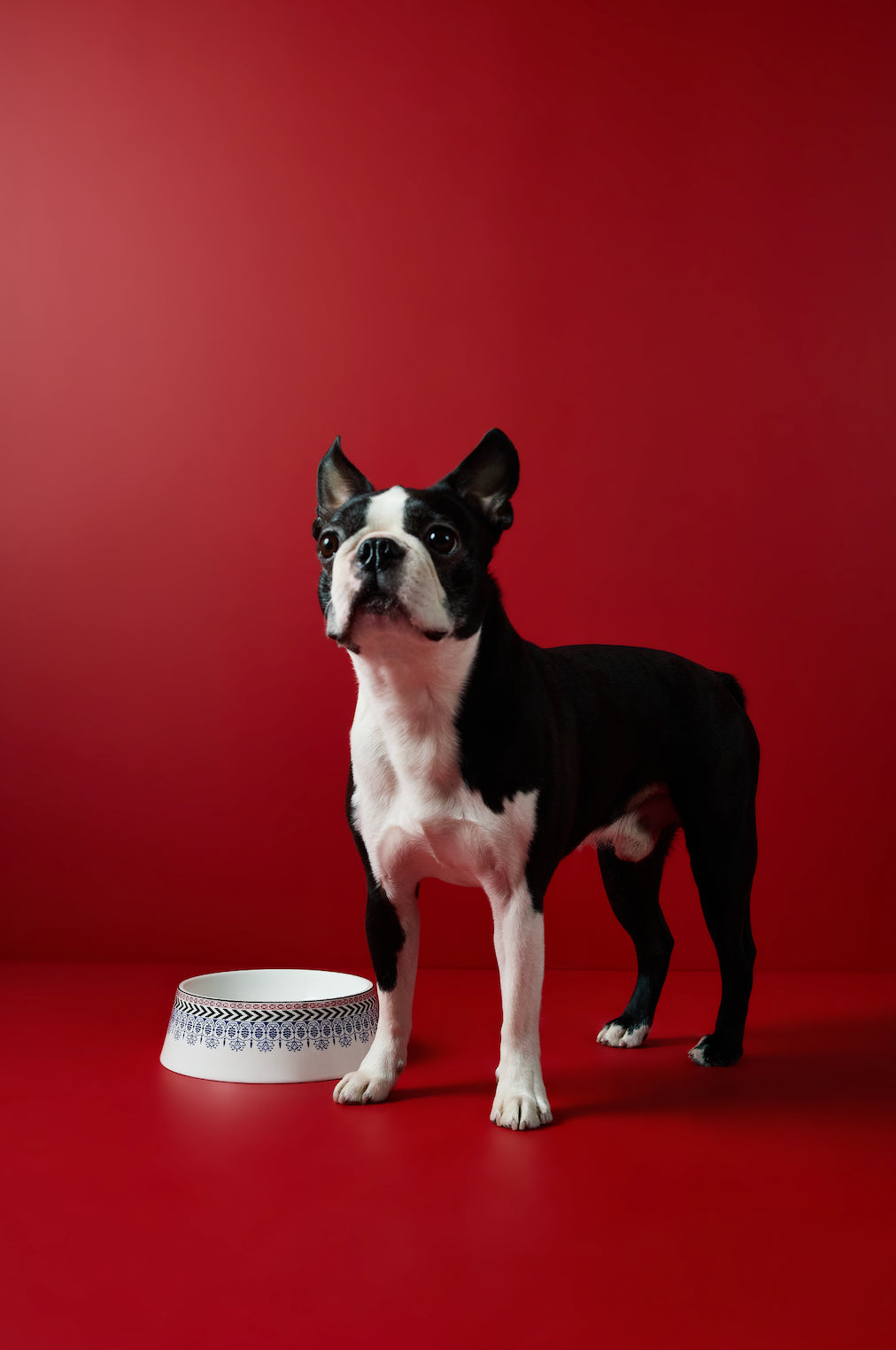 Festive Pet Bowl Large