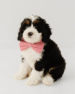 Arctic Express Dog Bow Tie