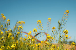 Stanly Ranch Napa, Luxury 5-Night Stay