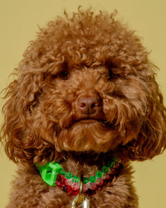 Watermelon Dog Collar