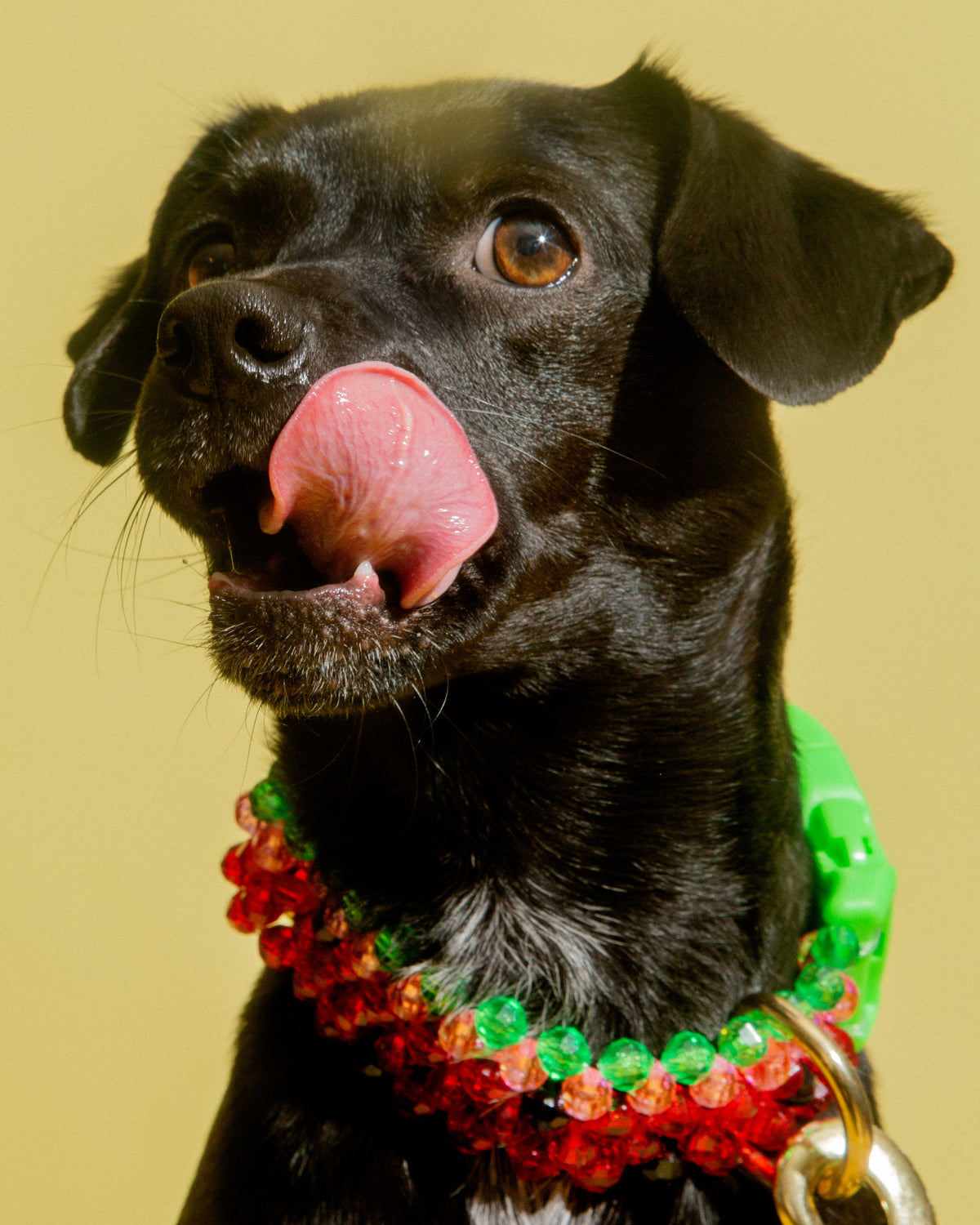 Watermelon Dog Collar