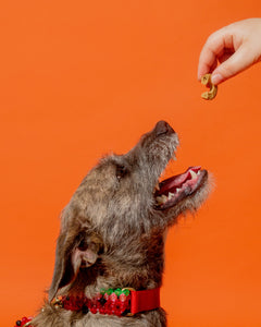 Watermelon Dog Collar