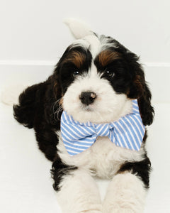 Dog Bow Tie